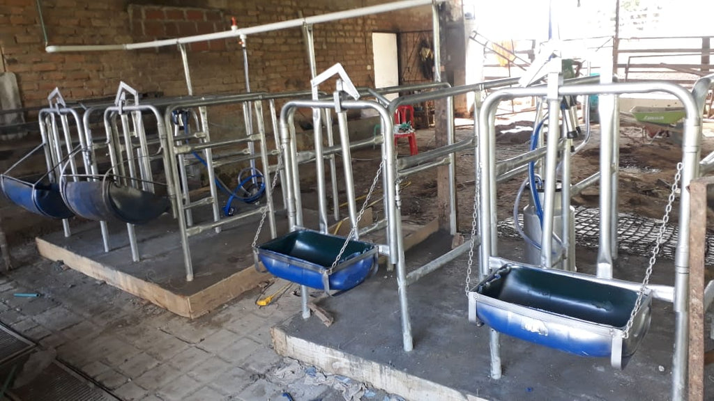 Establo de Ordeño Galvanizado Fijo para vacas desde 1 puesto