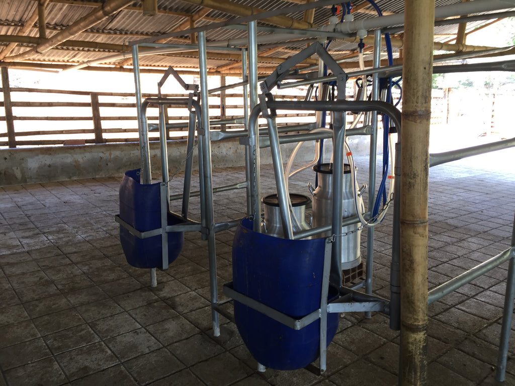 Establo de Ordeño Galvanizado Fijo para vacas desde 1 puesto